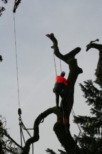 arborist